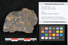 Foto (Objekt + Etikett) von Neuropteris alpinia Sternbg. (NHMW-GEO-2024-0188-10663)